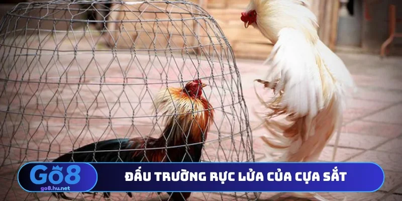 Đấu trường rực lửa của cựa sắt